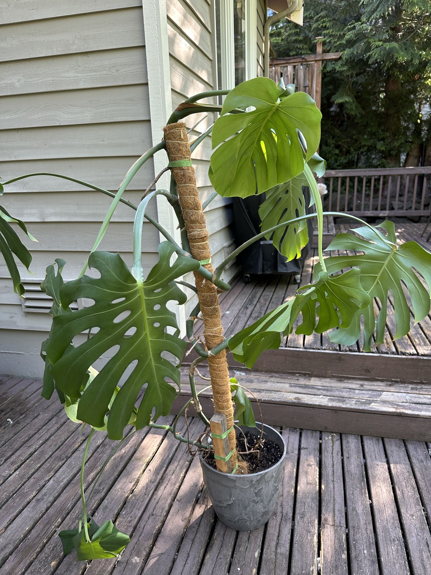 Monstera Deliciosa Plant