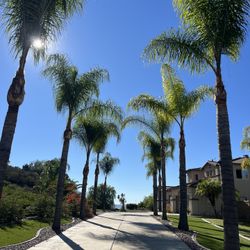 Tree Trimming Palm Trimming