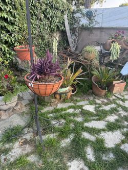 Purple tradescantia