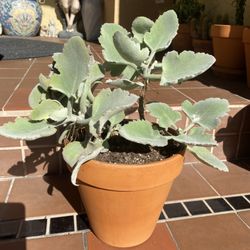 Kalanchoe millotii Succulent