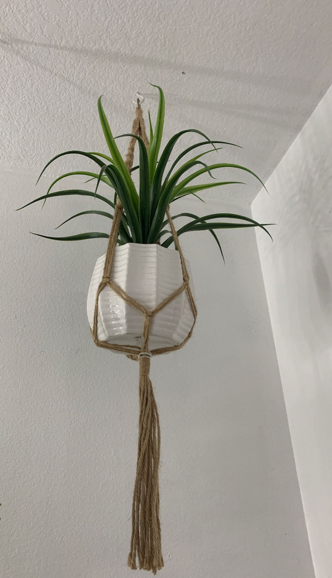 Pho hanging plant