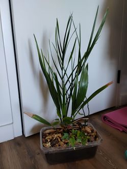 Medjool Date Palms & other fruit plants (Yes, AVAILABLE)
