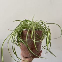 Spider Plant w/ Clay Pot