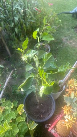 Lima Mexicana / sweet lime tree