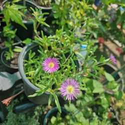 Ice Plant, In 1 Gallon Pot 