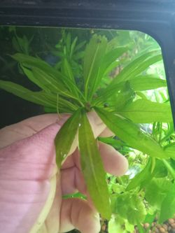 Amazon Sword Starters for your Aquarium