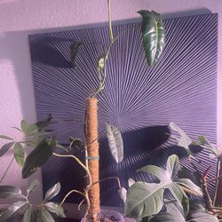 Philodendron And Anthurium Plant 