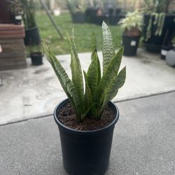Snake Plant In 5 Gallon 