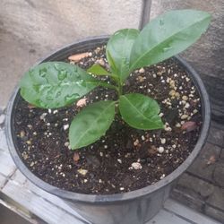Baby Lemon Eureka Lemon $4 Each