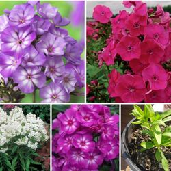 Mix phlox perennial plants$6 Each pot