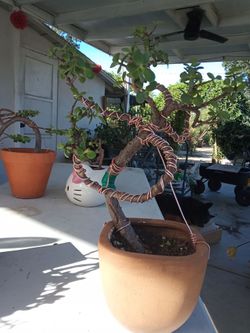 Jade Plant Bonsai Style with Copper Wire Training 50 each