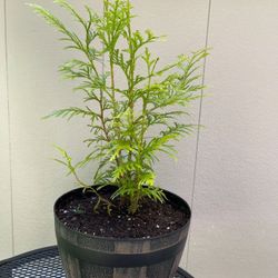 ❗️🐿️ Well Established Young Organic Red Cedar Tree (Balcony, Porch, Deck, Garden).
