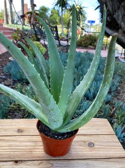 $15 Aloe Vera  plant