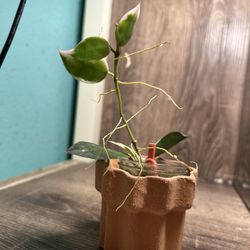 Hoya Lacunosa Asami