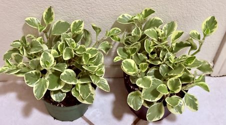 🌿Beginner-friendly houseplants🩷Super Hardy Variegated Peperomia Plant🌿PLS Read Description🩷