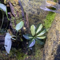 Bio Terrarium 