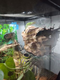 Reptile Tank decor