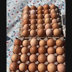 Fresh Free Range Farm Eggs