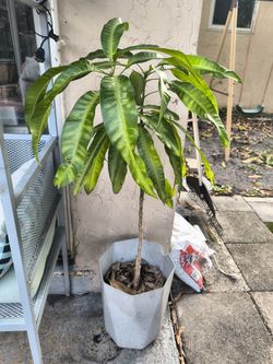 Árbol De Mango / Mango Tree