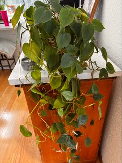 Philodendron in 6 inch pot