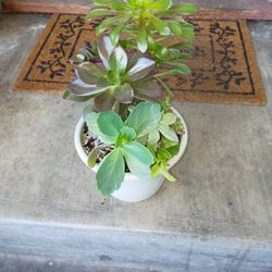 Succulent 