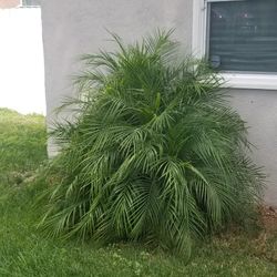 Small Palm Trees For Sale