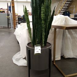 Faux 53" Snake Plant 