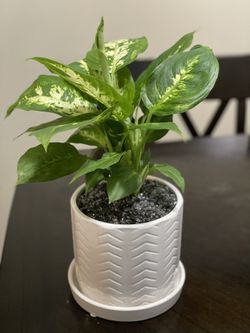Plant For Sale