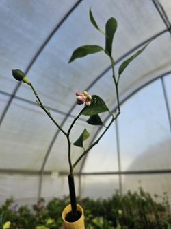 Cerified Citrus Trees