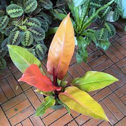 Prince Of Orange Philodendron Plant 