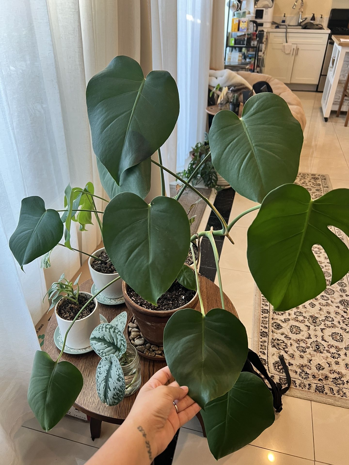 Monstera House Plant