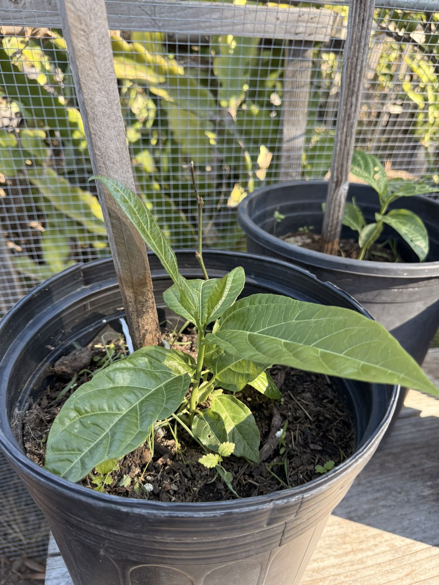 Passion Fruit Plants