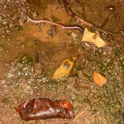 Nightcrawlers  /Earthworms Large, Medium Small Cmon