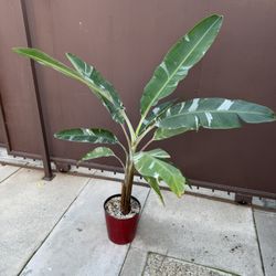 10” Variegated Banana Tree W/2 Plants 4 Feet Tall 