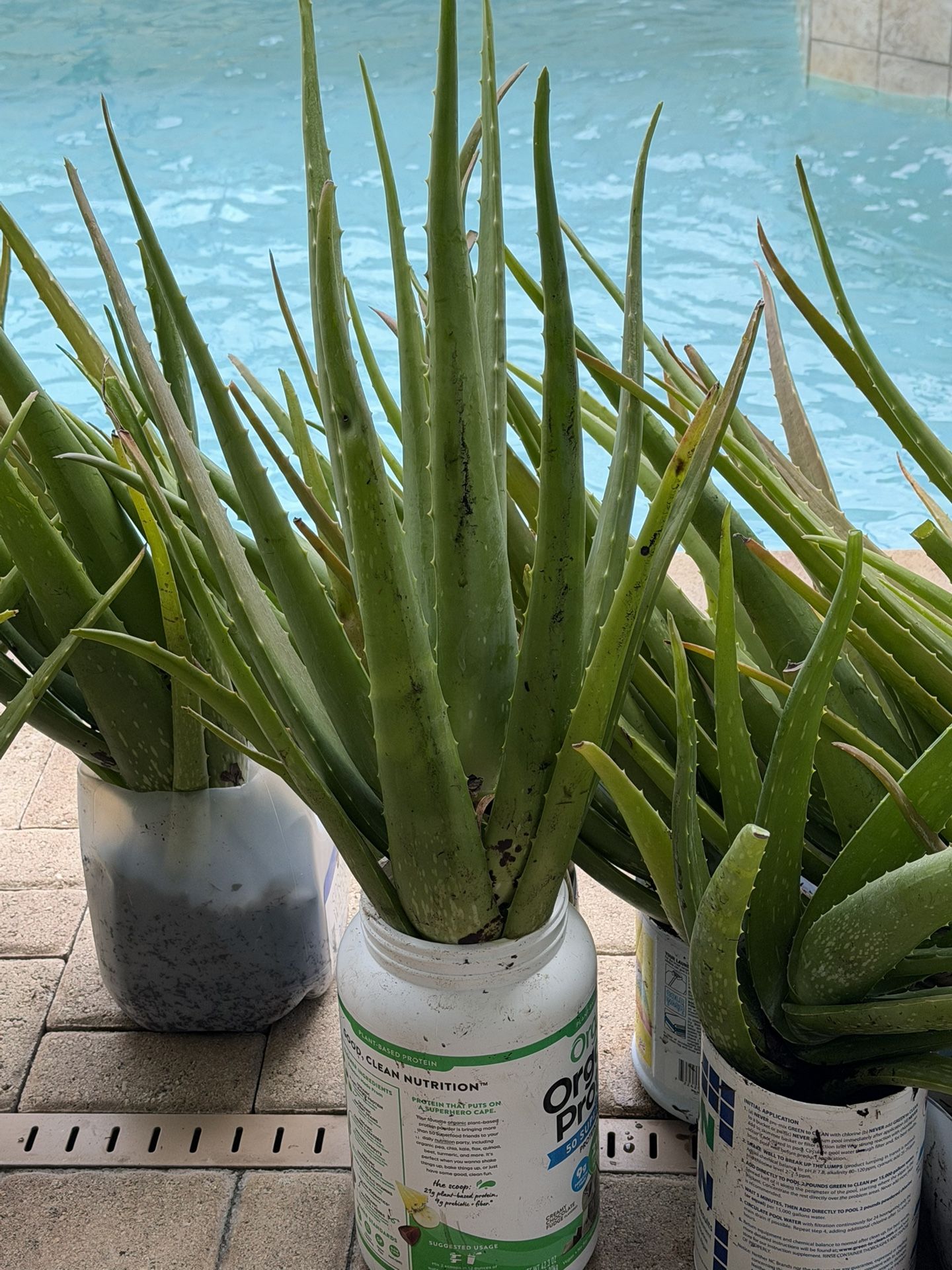 🌱HUGE ALOE VERA PLANT 🌱