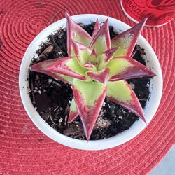 Lipstick Echeveria Succulent 