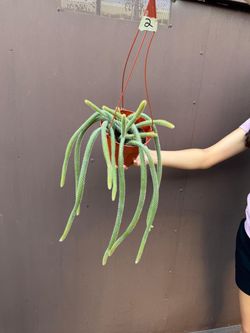 6” rat tail cactus