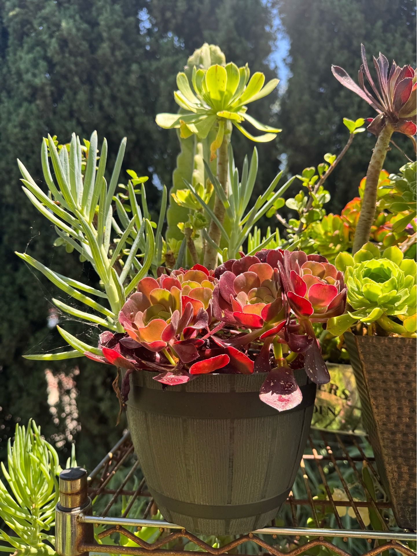 Gorgeous Succulent