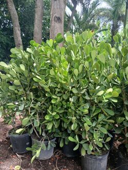 Overgrown Clusia 4-4.5'ft 🌸 $23