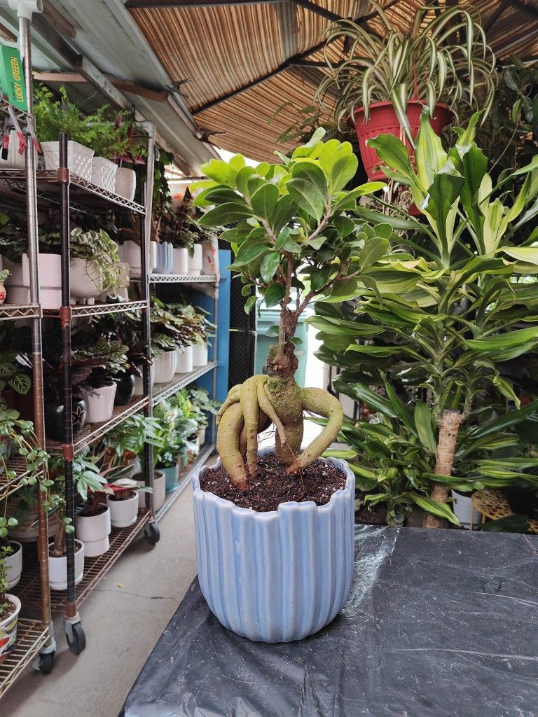 Ginseng Ficus Bonsai Tree