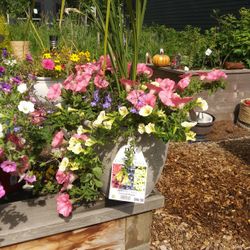 Bermuda Skies Cornwall Planter Box Pink Flowers With Long Grass As Center Piece