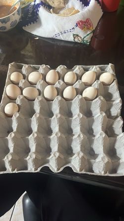 kikiriki breeder eggs