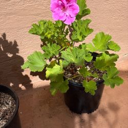Lila Geranio Plant One Gallon Pot