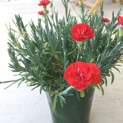 Carnation Plant In 1 Gal Pot