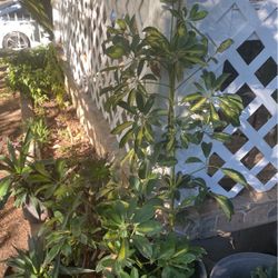 Planta