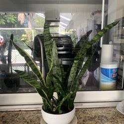 Sansevieria  On A Ceramic  Pot