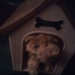 Toy Dog And House 