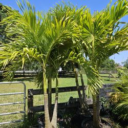 Christmas Palms Adonidias Trees 8 Feet Tall Full Green  Fertilized  Ready For Planting Instant Privacy Hedge  Same Day Transportation 