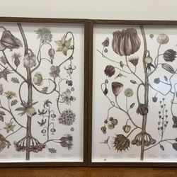 17x21 IKEA BILD Botanical Framed Prints