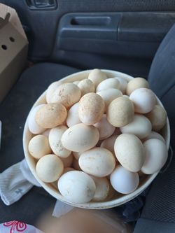 Huevos organicos